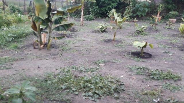 Będzie wysiew nasion bananowców смотреть онлайн