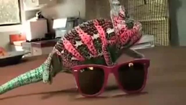 Хамелеон и разноцветные очки смотреть онлайн