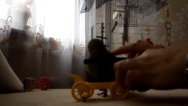 Ожереловый попугай Боня - Катаемся на тележке смотреть онлайн