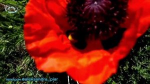 День за днём