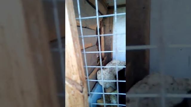 30 июля 2017 Новое видео! У крольчих родились малыши! смотреть онлайн