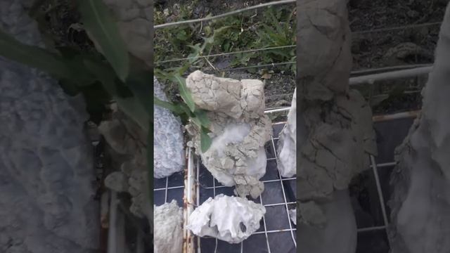 Коллекция камней в горах Дагестана Цумадинском районе смотреть онлайн