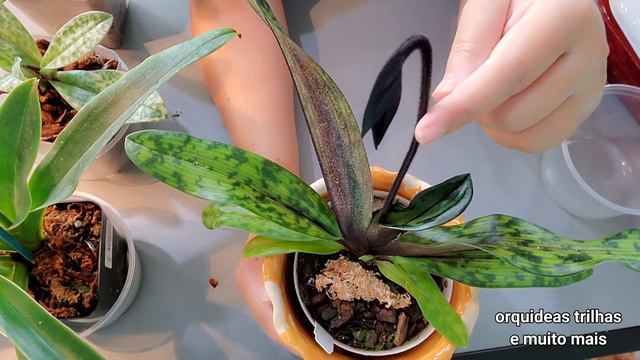 COMO REPLANTAR ORQUÍDEA PAPHIOPEDILUM(SAPATINHO) смотреть онлайн