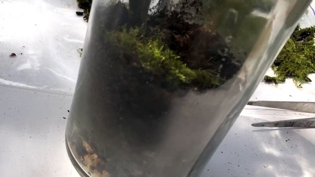 ФЛОРАРИУМ ЗАКРЫТОГО ТИПА СВОИМИ РУКАМИ С МИНИМАЛЬНЫМИ ВЛОЖЕНИЯМИ || КАК СДЕЛАТЬ ФЛОРАРИУМ?|florariu смотреть онлайн