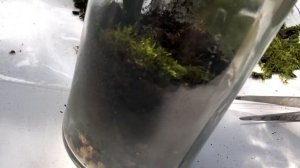 ФЛОРАРИУМ ЗАКРЫТОГО ТИПА СВОИМИ РУКАМИ С МИНИМАЛЬНЫМИ ВЛОЖЕНИЯМИ || КАК СДЕЛАТЬ ФЛОРАРИУМ?|florariu