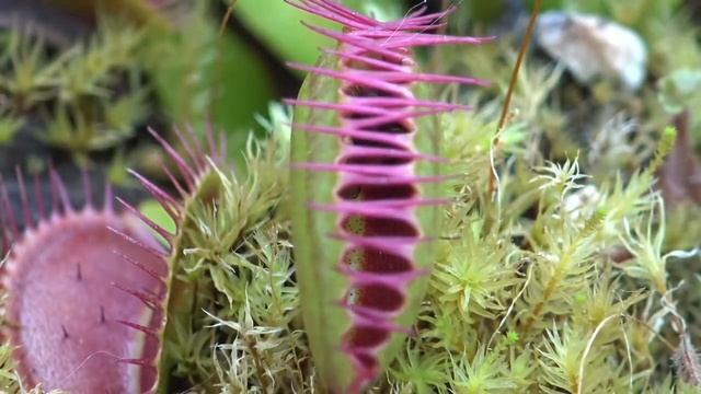 Охота Хищных Растений | Венерина Мухоловка ест мух смотреть онлайн