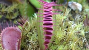 Охота Хищных Растений | Венерина Мухоловка ест мух