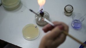 Техники посева микроорганизмов на питательные среды