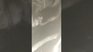 Nissan Qashqai j10 механика 2 л полный привод , замена шруса