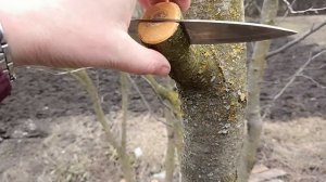 Ранняя Садовая прививка на сливу, новый метод
