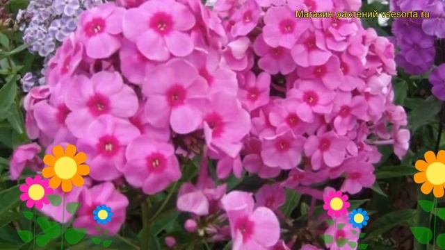 Флокс метельчатая Ева Куллум. Краткий обзор, описание характеристик, где купить рассада Eva Cullum смотреть онлайн