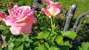 Floribunda Rose..#pinkrose #roses #rose #flowers #flower #floribunda #nature #garden @Tanbin Hashem
