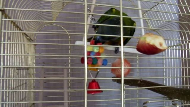 Сенегальский попугай-птенец. Первые игрушки. смотреть онлайн