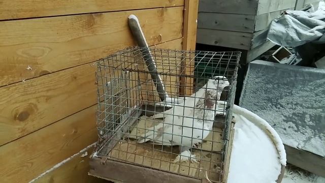 28 декабря 2019 г. ГОЛУБИ В ПОДАРОК, андижанские голуби смотреть онлайн