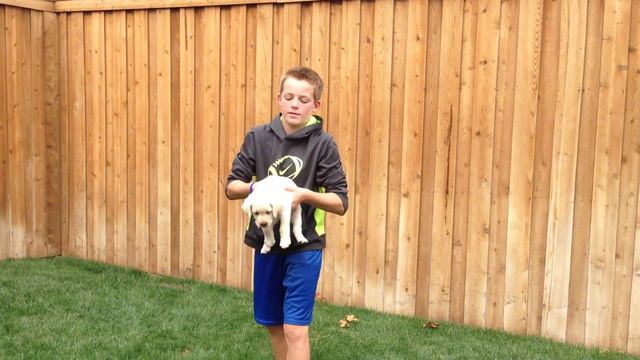"Finn" 6 week old MALE yellow lab pup Temperament Testing - High Desert Labradors смотреть онлайн