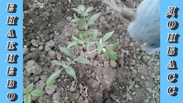 "Дачные истории | Продолжаю высаживать томаты". 16, 17, 21 мая 2023 года. смотреть онлайн