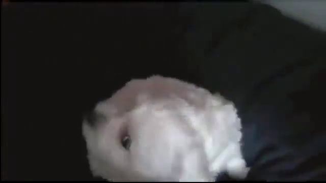 Один день из жизни милой мальтийской болонки смотреть онлайн