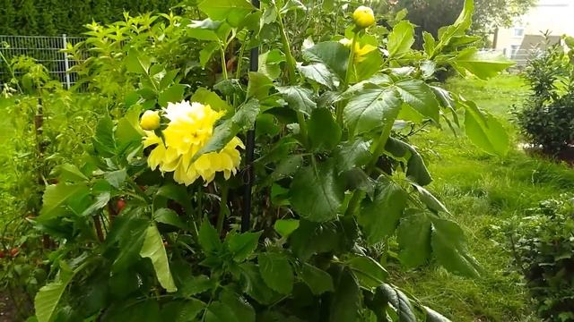 Георгины. Декоративный георгин Glory van Heemstede. Decorative Dahlia. Dekorative Dahlie. Dahlien. смотреть онлайн