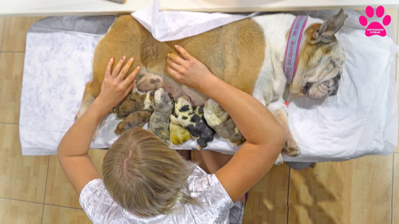 Родились жёлтые бульдоги! Что с ними? смотреть онлайн