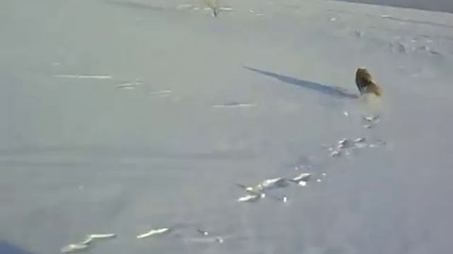 Лиса против снегохода.480.mp4 смотреть онлайн