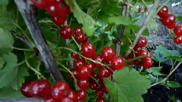 Красная смородина смотреть онлайн