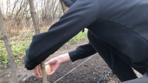 Готовлю грядку под горох и тестирую разные способы посадки