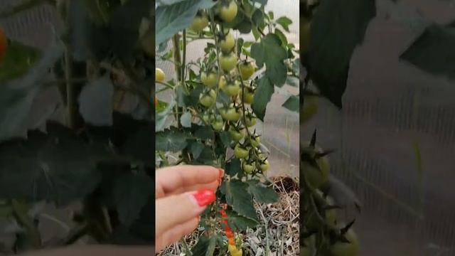 ТОМАТ ПОРПОРА Ф1 2022 Г // ВАЦАП ДЛЯ ЗАКАЗА КАТАЛОГА 89152458159 ПИСЬМЕННО смотреть онлайн