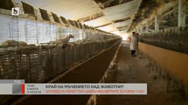 Тази събота и неделя: Идва ли краят на фермите за норки? смотреть онлайн