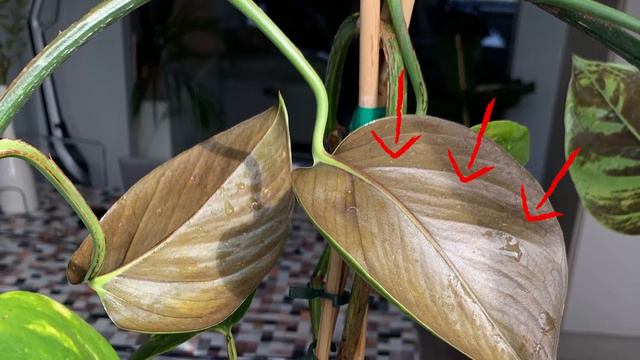 How To Care For Indoor Devil's Ivy Plant