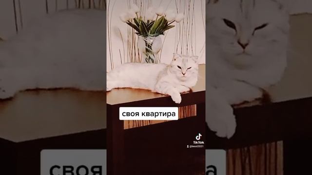 Живу я клёва#shorts #приколыскотами #тикток смотреть онлайн