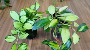 Мелколистные хойи в моей коллекции. Curtisii splash, Ir-26, Lacunosa Eskimo, Walliniana, Minibelle.