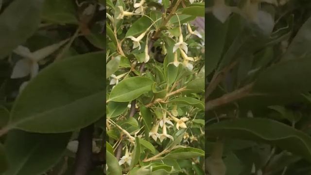 008 гумми -японская вишня ---г выкса ---саит супер-огород7910орг--- тел 8-906-351-1000 смотреть онлайн