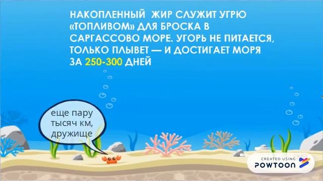 Угорь европейский