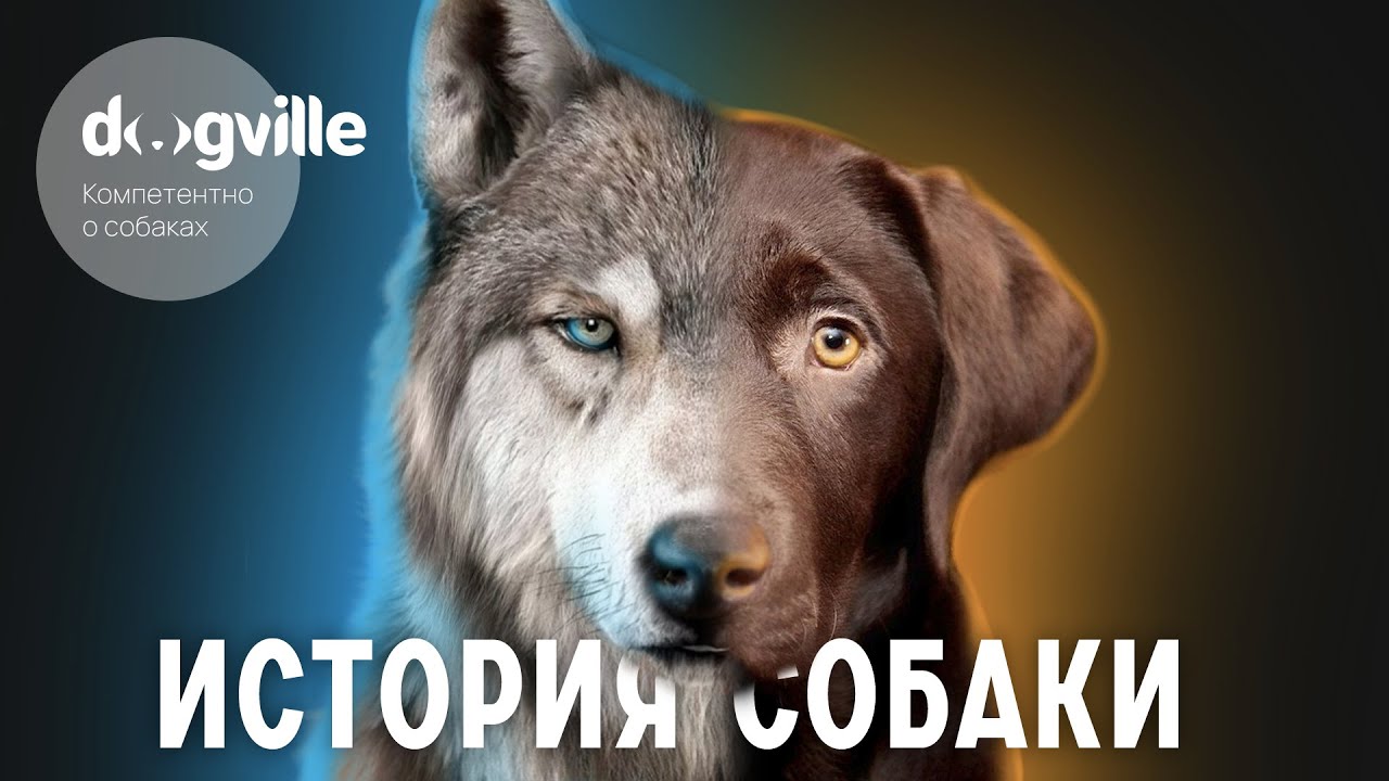 ИСТОРИЯ СОБАКИ ЗА 34 МИНУТЫ — Видеолекция смотреть онлайн