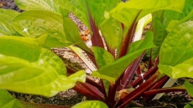 ХОСТЫ, которые любят солнце? Есть и такие! ВЫРАЩИВАЕМ ЛЕГКО. ОЧЕНЬ КРАСИВЫЕ и НЕПРИХОТЛИВЫЕ ЦВЕТЫ. смотреть онлайн