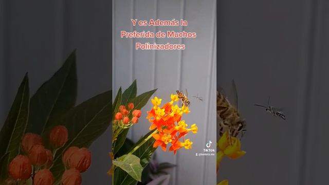 Asclepias curassavica planta que atrae Polinizadores mariposas, abejas y colibrís tenla en tu jardi смотреть онлайн