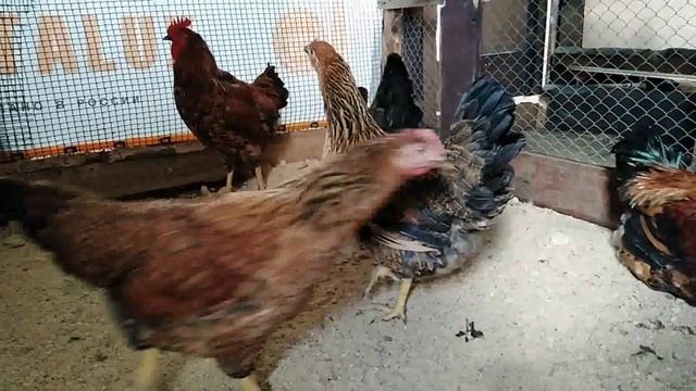 7 августа 2020г. КУЧИНСКАЯ ЮБИЛЕЙНАЯ обживается на новом месте смотреть онлайн