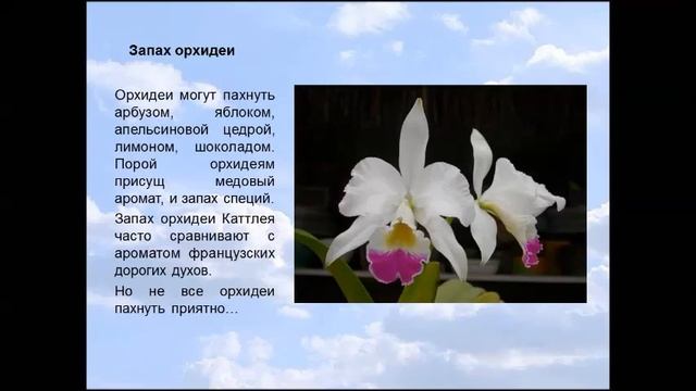 Ароматные орхидеи смотреть онлайн
