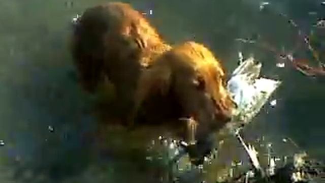 Английский кокер-спаниель на первой охоте!!!! смотреть онлайн