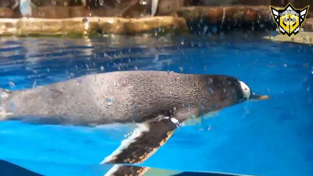 PENGUIN AT SOUTH POLE SPECTACULAR||OCEAN PARK, HONG KONG смотреть онлайн