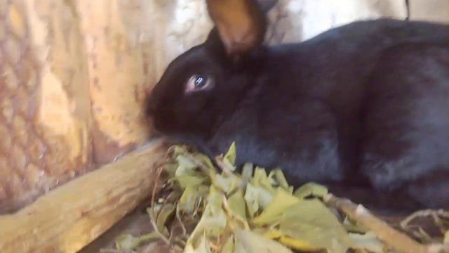 ПОВЕДЕНИЕ КРОЛИКОВ/ВЕСНА смотреть онлайн