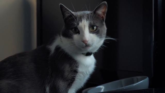 Старик приютил бездомного котенка. Он и не представлял, чем это обернется... смотреть онлайн