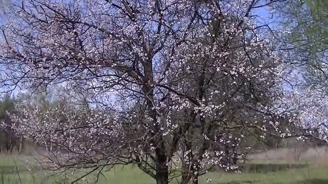 УЗНАЙ МЕДОНОС В ЛИЦО: абрикос смотреть онлайн