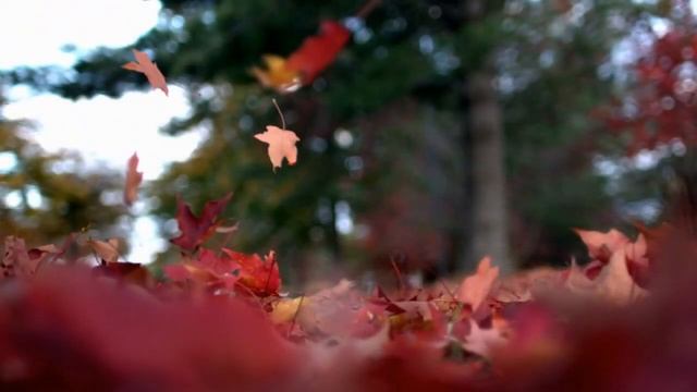 Опавшие листья - Георгий Сон смотреть онлайн