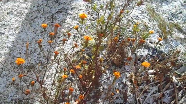 Бархатцы на снегу:) Морозоустойчивость. смотреть онлайн