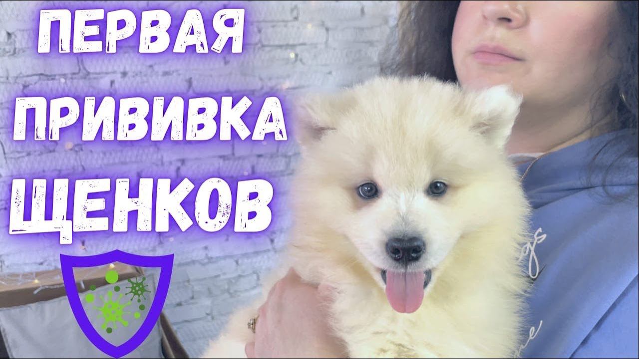 Прививка для щенков. Как, когда и зачем прививать?