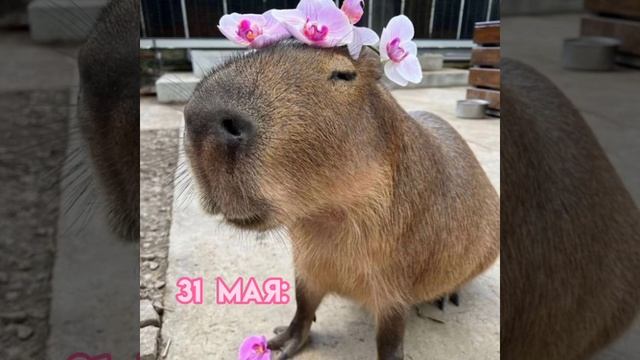 АХАХАХАХАХАХАХАХ смотреть онлайн