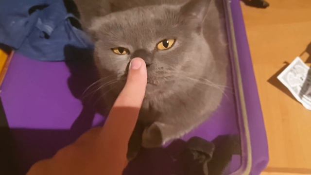 УКРАЛ У МАМЫ КАРТУ И КУПИЛ 1M РОБУКСОВ! смотреть онлайн