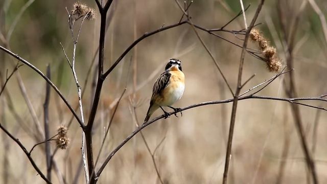 Луговой чекан. Saxicola ruberta. Птицы Беларуси. смотреть онлайн