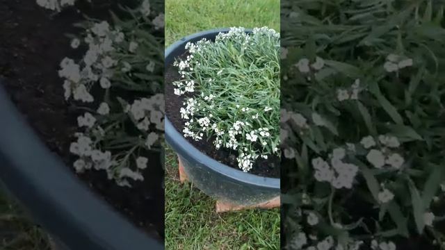 Алиссум Снежная принцесса смотреть онлайн